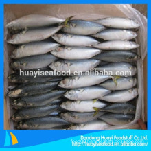 Frozen Pacific Mackerel With Competitive Price